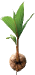 coconutshoot